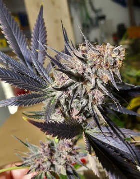 Marihuana Blueberry - Semillas Feminizadas Originales - OFERTA SLC