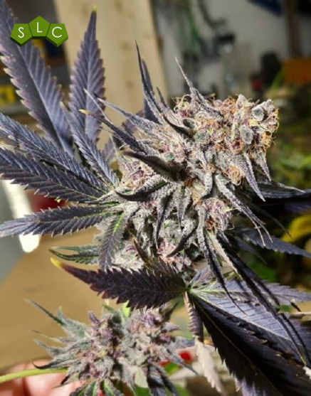 Marihuana Blueberry - Semillas Feminizadas Originales - OFERTA SLC