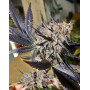 Marihuana Blueberry - Semillas Feminizadas Originales - OFERTA SLC