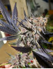 Marihuana Blueberry - Semillas Feminizadas Originales - OFERTA SLC