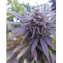Marihuana Blueberry - Semillas Feminizadas Originales - OFERTA SLC