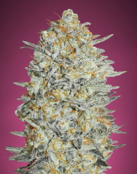 Gelato 33