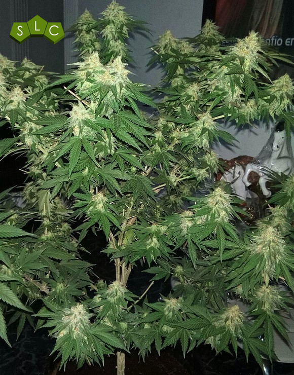 Ak Gea Seeds