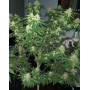 Ak Gea Seeds