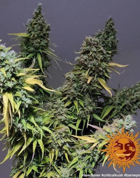 Critical Kush