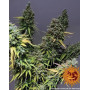 Critical Kush