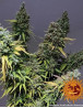 Critical Kush
