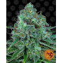 Critical Kush
