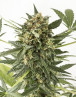 Kush N Cheese Autofloreciente