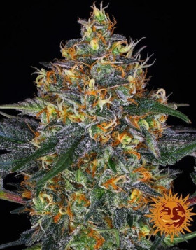 Marihuana Moby Dick Automática
