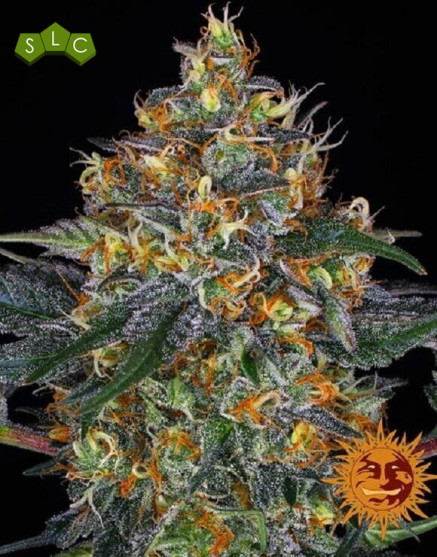 Marihuana Moby Dick Automática