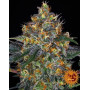 Marihuana Moby Dick Automática