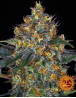 Marihuana Moby Dick Automática
