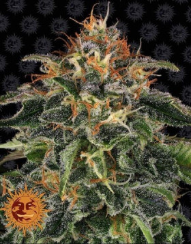 Moby Dick feminizada