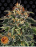 Moby Dick feminizada