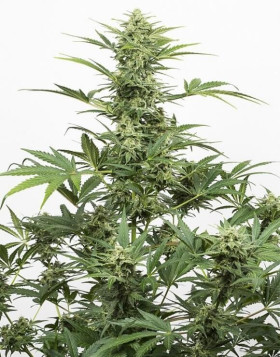 Industrial Plant Auto CBD de Dinafem