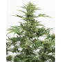 Industrial Plant Auto CBD de Dinafem