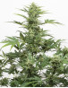 Industrial Plant Auto CBD de Dinafem