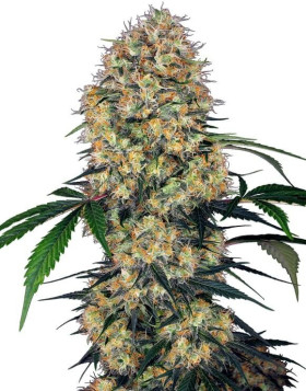 Sensi Amnesia XXL Autofloreciente