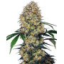 Sensi Amnesia XXL Autofloreciente