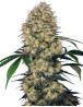 Sensi Amnesia XXL Autofloreciente