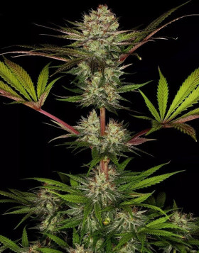 Semillas de marihuana Chocolate baratas