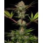 Semillas de marihuana Chocolate baratas