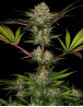 Semillas de marihuana Chocolate baratas