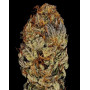 Semillas de marihuana Chocolate baratas