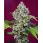 Marihuana San Fernando Lemon Kush