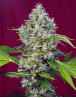 Marihuana San Fernando Lemon Kush