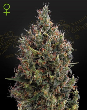 Planta de Big Bang Autofloreciente