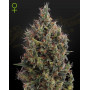 Planta de Big Bang Autofloreciente