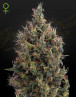Planta de Big Bang Autofloreciente