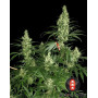 Kali Mist planta entera