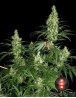 Kali Mist planta entera