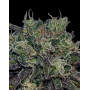 Planta de Black Widow