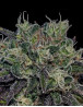 Planta de Black Widow