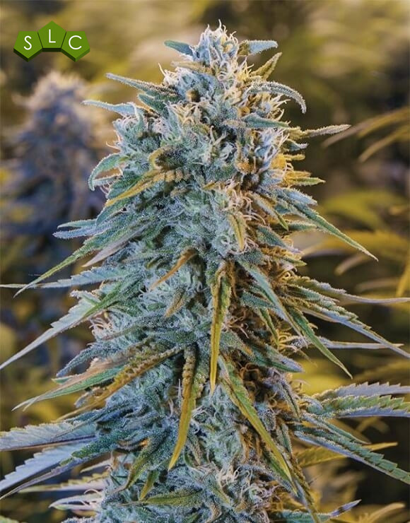 Blue Dream Feminizada Humboldt Seeds