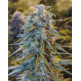 Blue Dream Feminizada Humboldt Seeds