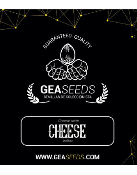 Cheese