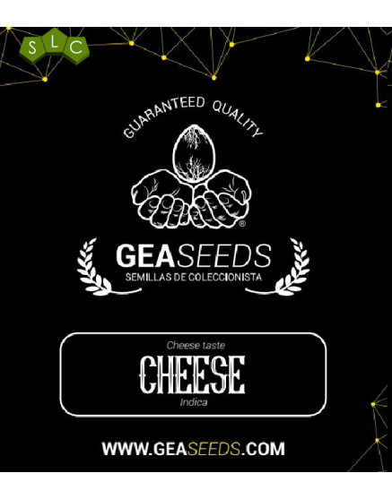 Cheese