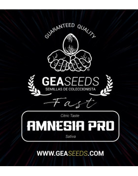 Fast Amnesia Pro