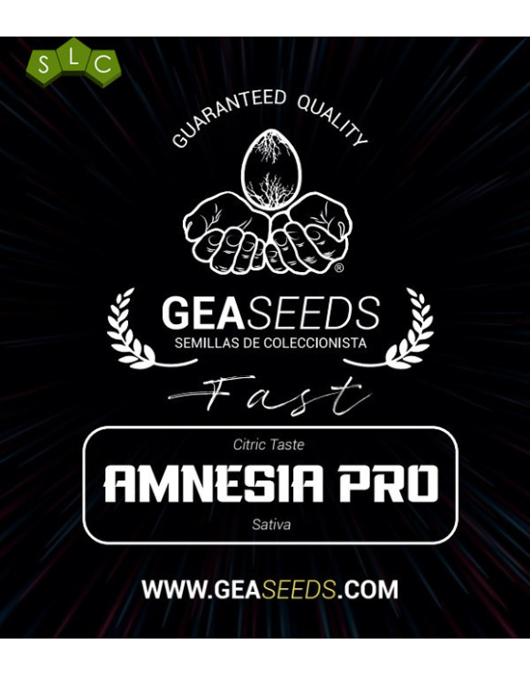 Fast Amnesia Pro