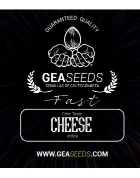 Fast Cheese