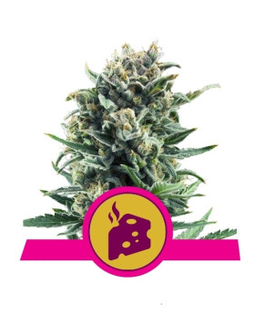 Blue Cheese
