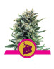 Blue Cheese