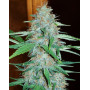 White Widow