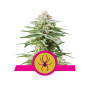 White Widow