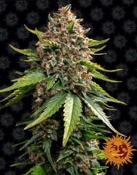 White Widow XXL Auto - Semillas Autoflorecientes - MEJOR PRECIO SLC